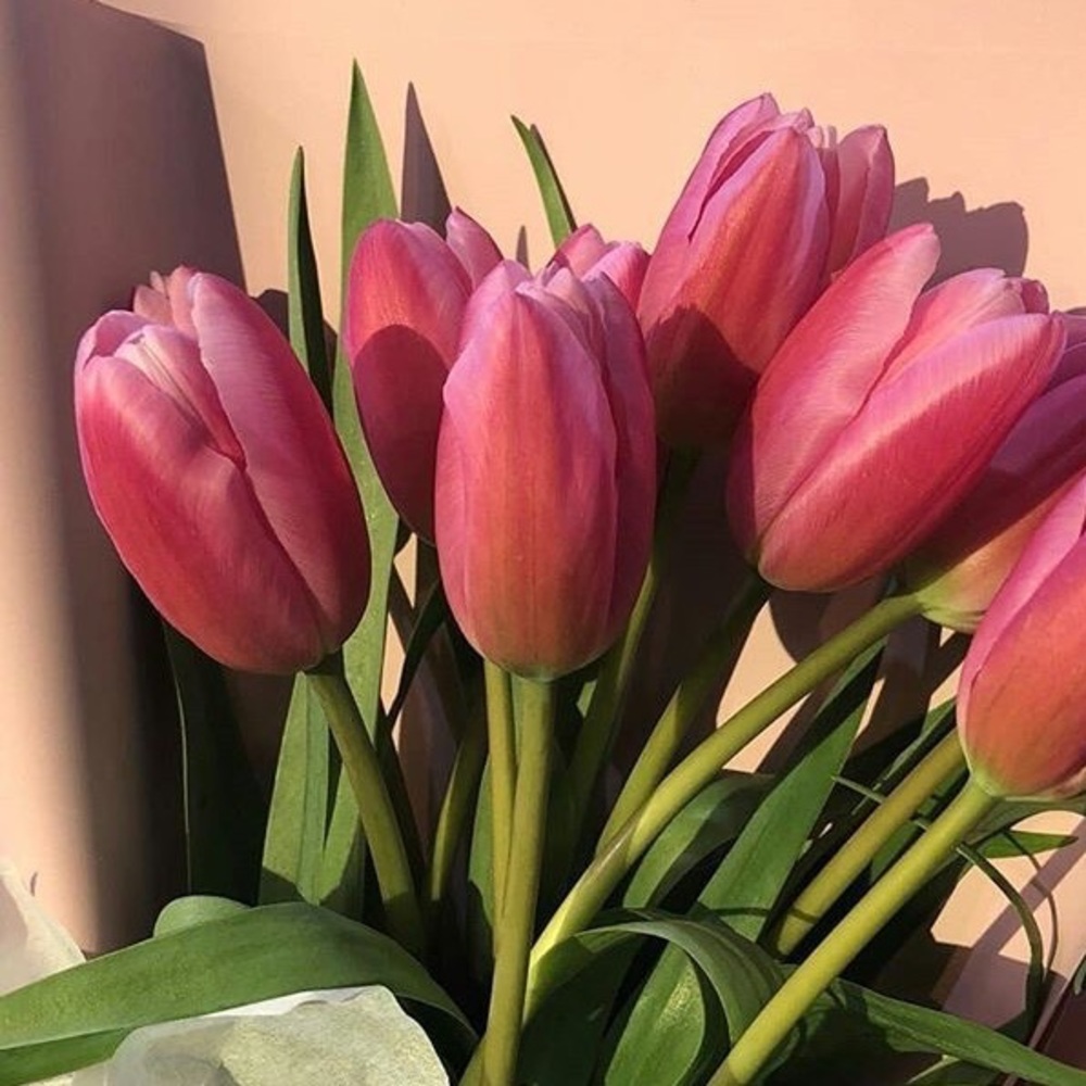 Meet your Posher, Camella